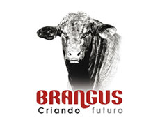 Brangus